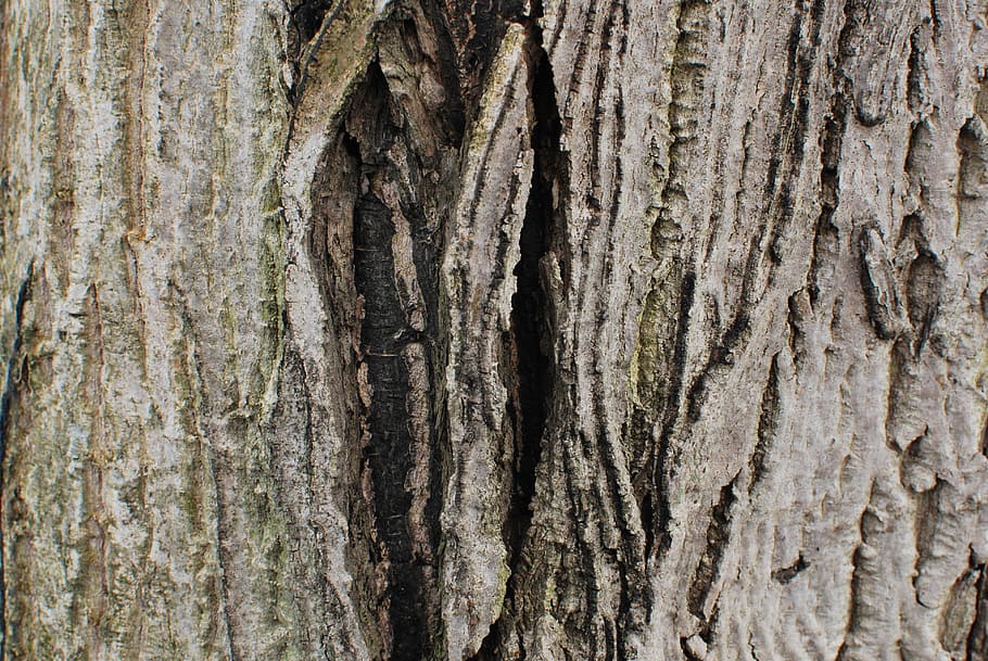 bark, wood, tree, textured, tree trunk, full frame, backgrounds HD wallpaper