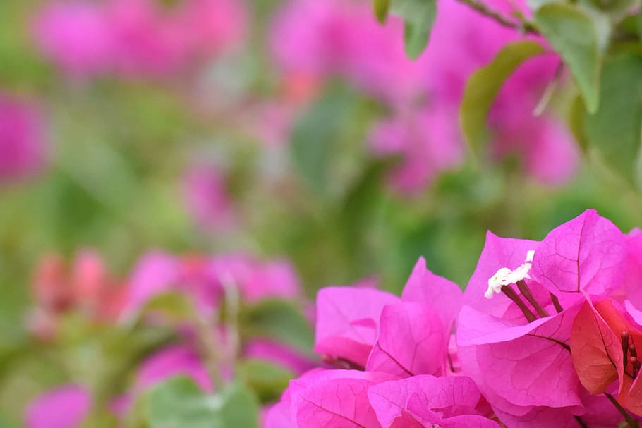 flower, trinitarian, plant, caribbean, flowering plant, pink color, HD wallpaper