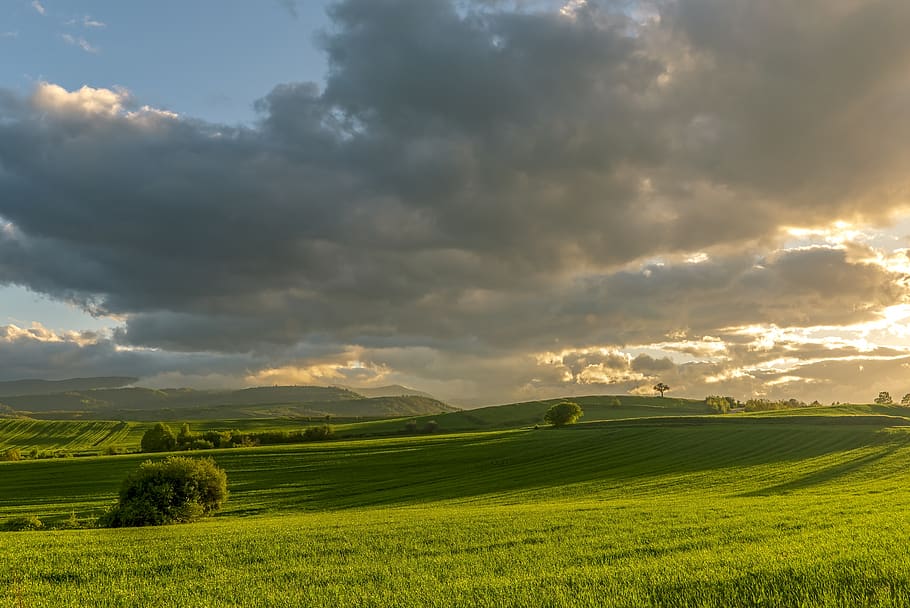 tree, sunset, fields, landscape, trees, nature, sky, twilight HD wallpaper