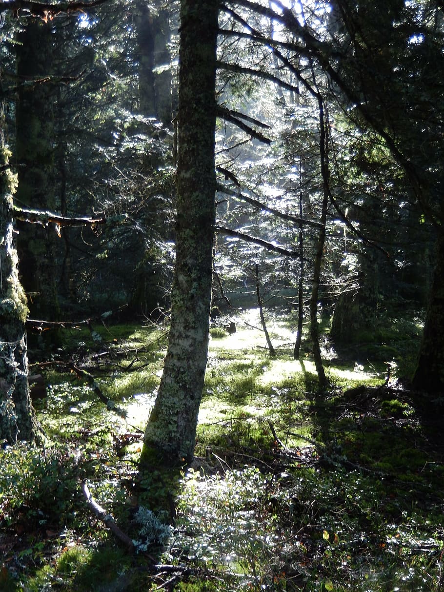 forest, nature, fall, tree, woodland, outdoors, landscape, plant HD wallpaper