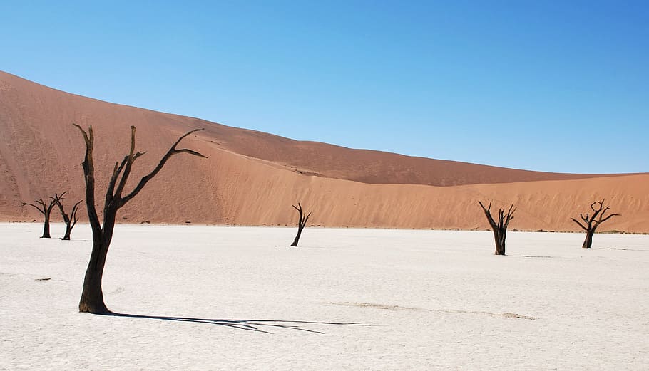 black trees on white snow floor during daytime, dune, desert HD wallpaper