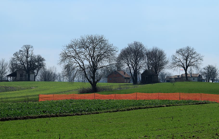 early spring, panoramic, field, grass, tree, nature, plant HD wallpaper