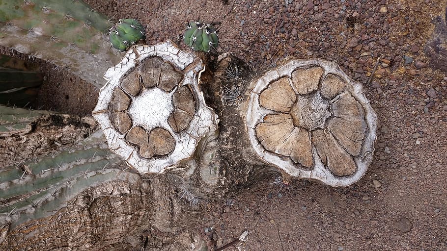Cactus, Tree Trunk, Bark, cut trunk, old, nature, no people HD wallpaper