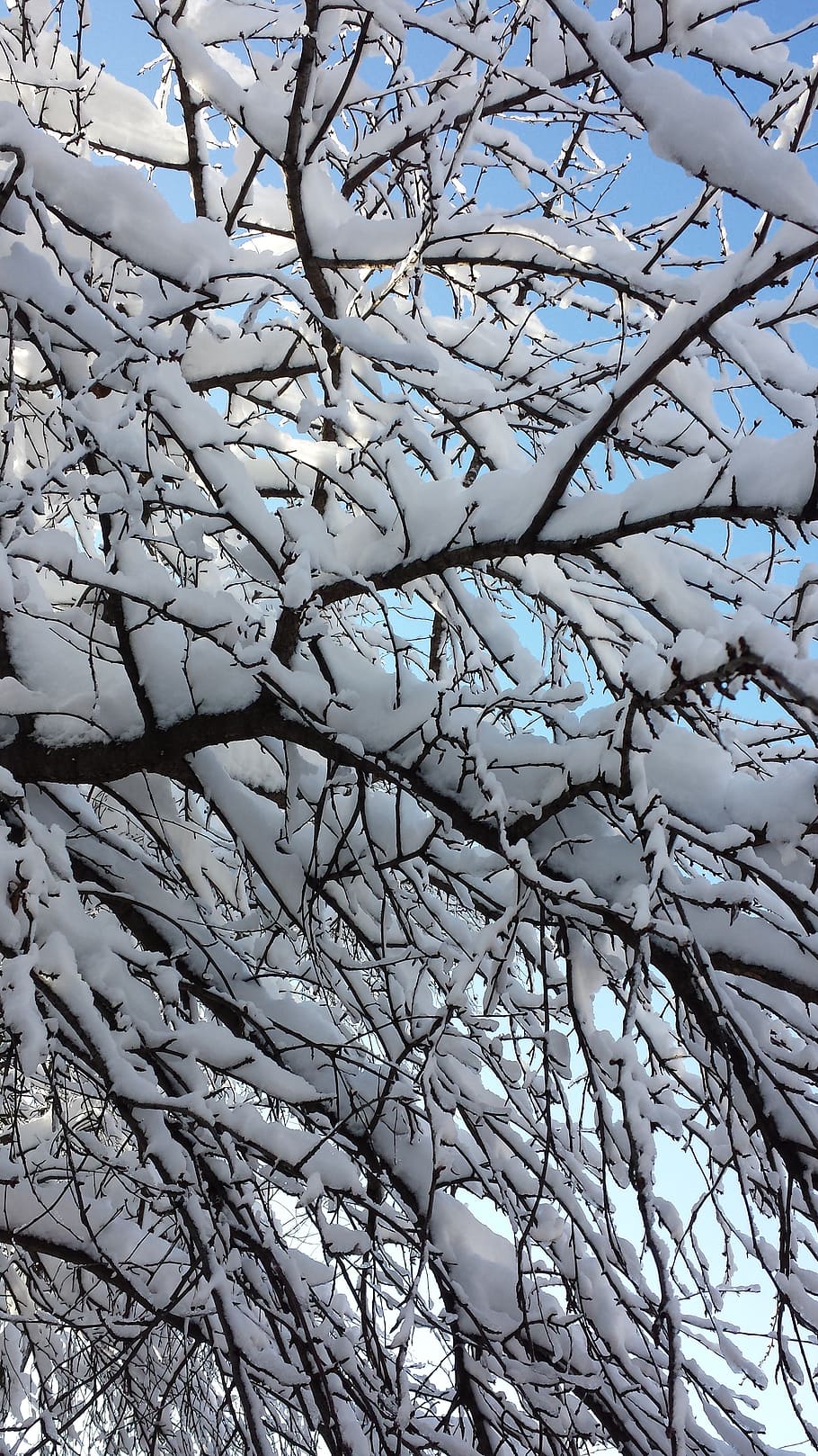 bucharest, winter, trees, branch, plant, no people, beauty in nature HD wallpaper