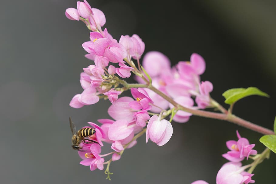 flower, bee, nature, green, plant, macro, floral, flowering plant HD wallpaper