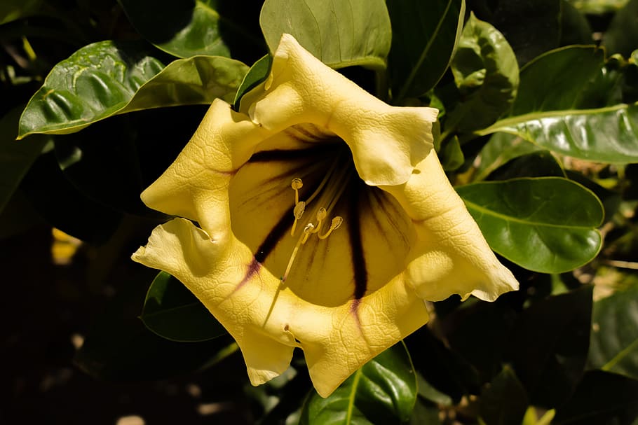 Flower, Yellow, Tree, Plant, Blossom, garden, stamens, nature HD wallpaper