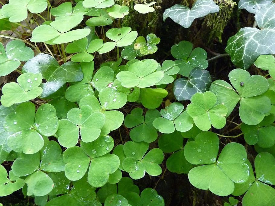 Klee, Four Leaf Clover, Green, Forest, plant, forest clover HD wallpaper