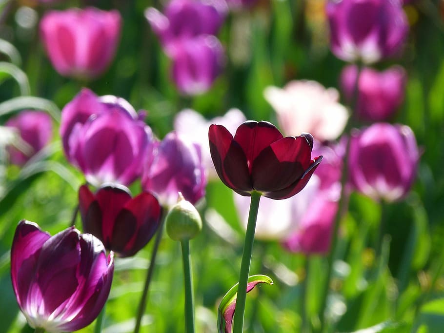 purple petal flowers, tulips, nature, spring, pink, plant, springtime HD wallpaper