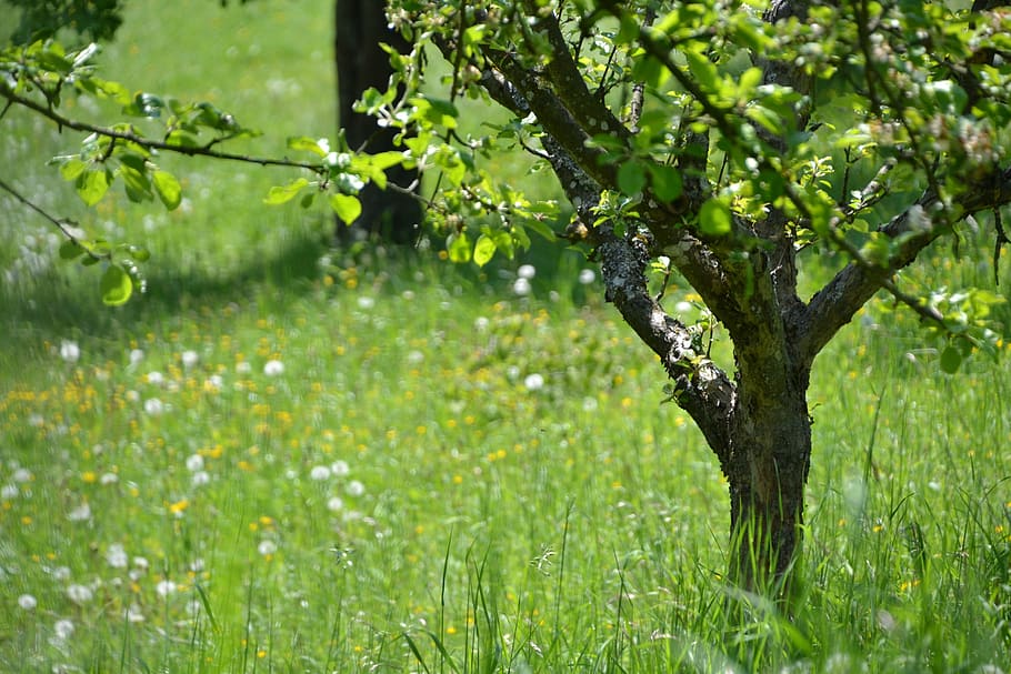tree, meadow, landscape, nature, fruit tree, plant, growth HD wallpaper