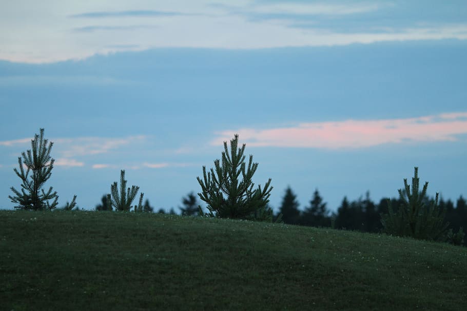 nature, sunset, tree, sky, plant, beauty in nature, tranquility HD wallpaper