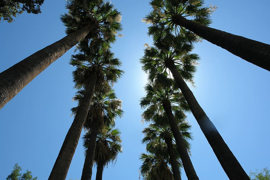 palms, sky, travel, summer, tropical, vacation, paradise, sunny HD wallpaper