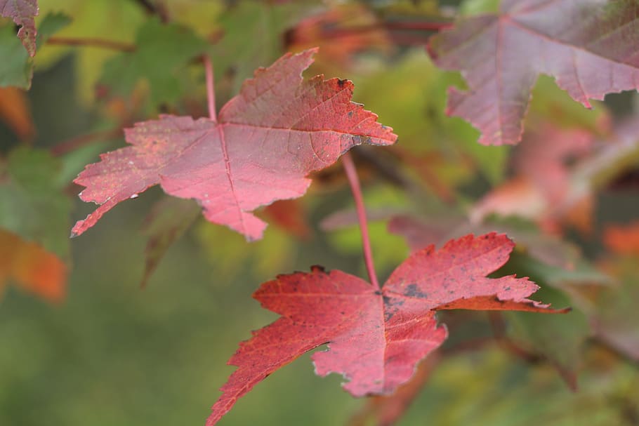 fall, leaves, foliage, autumn, maple, plant part, leaf, change HD wallpaper
