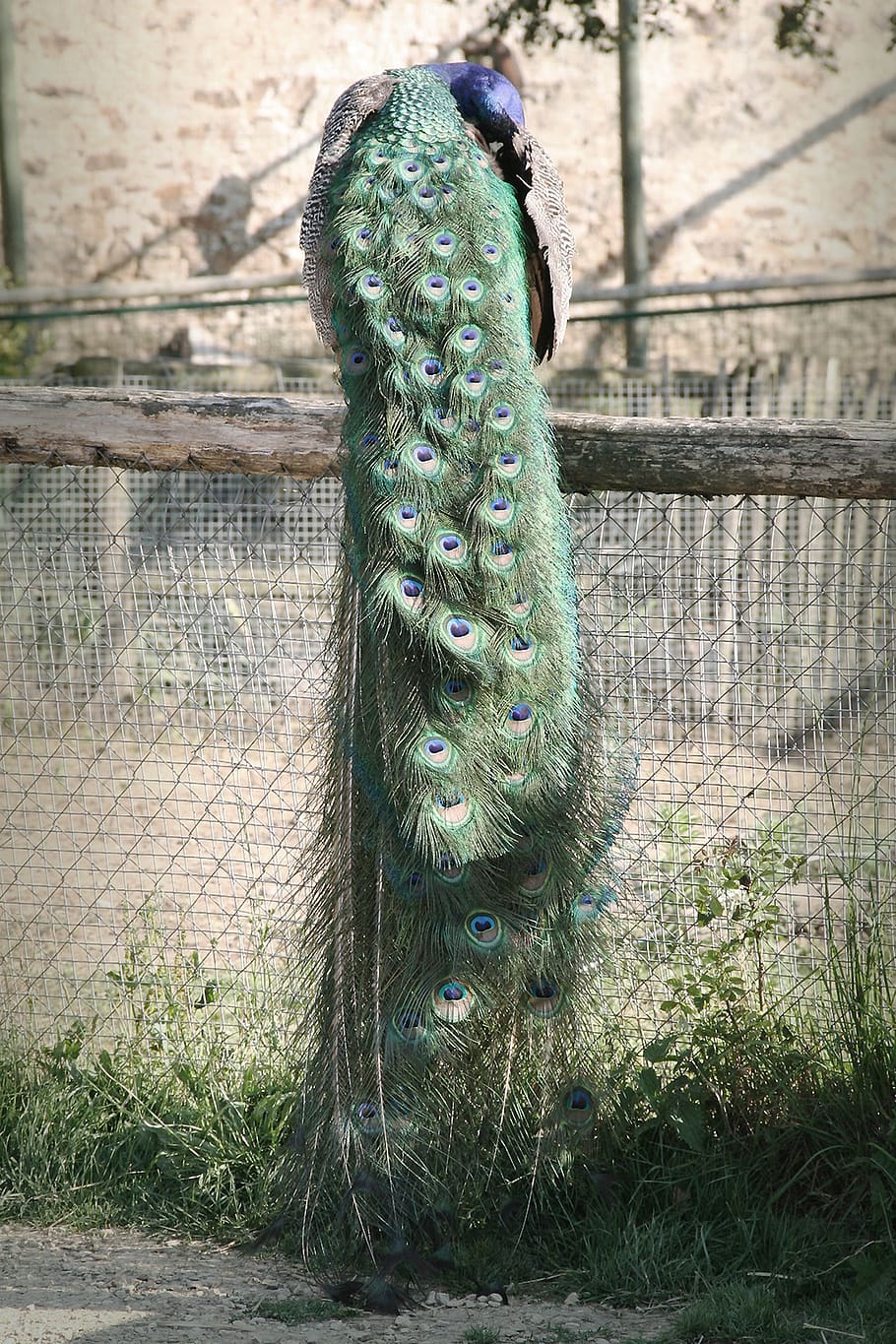 peacock, feathers, bird, plant, one animal, day, fence, field HD wallpaper