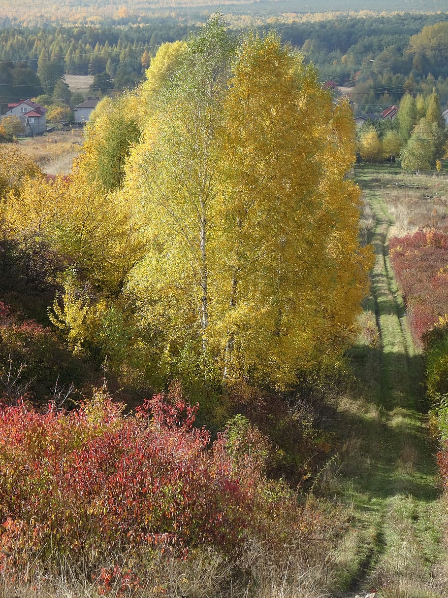 olkusz, poland, tree, way, landscape, autumn, plant, growth, HD wallpaper