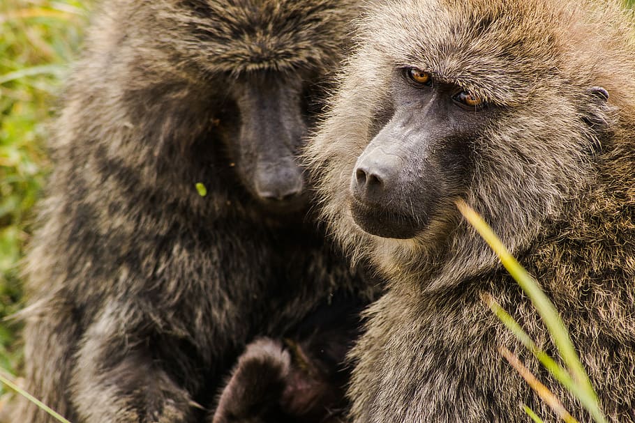 closeup photography of two brown monkeys, baboon beside green leaf HD wallpaper