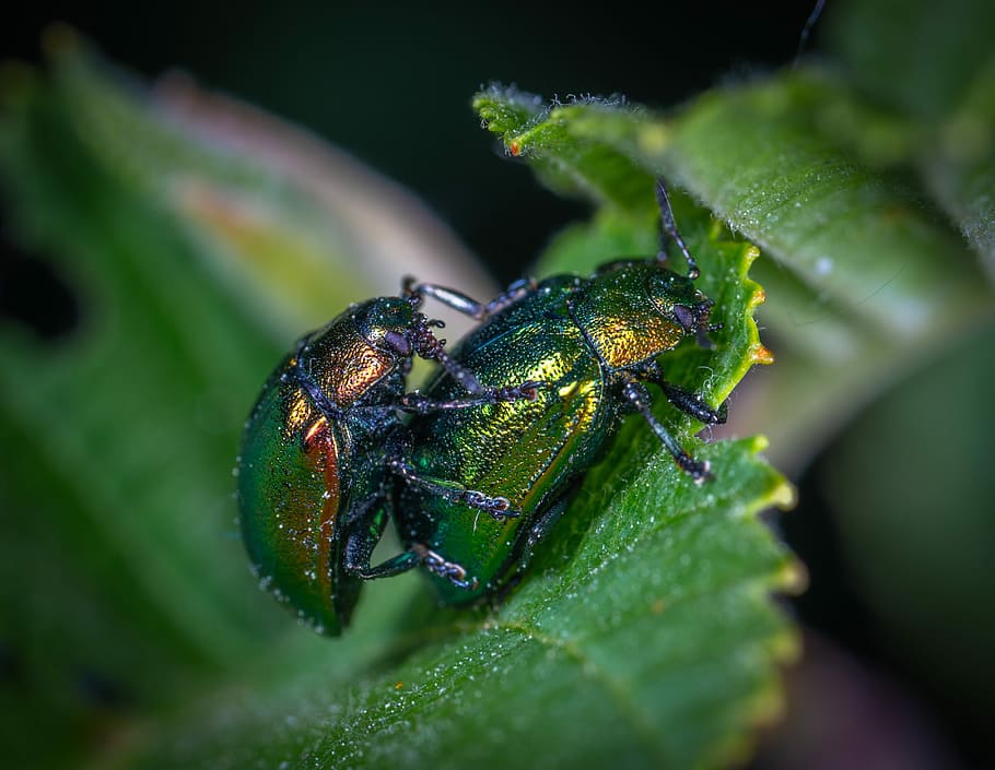 macro, insect, beetle, coleoptera, invertebrate, leaf, plant part HD wallpaper