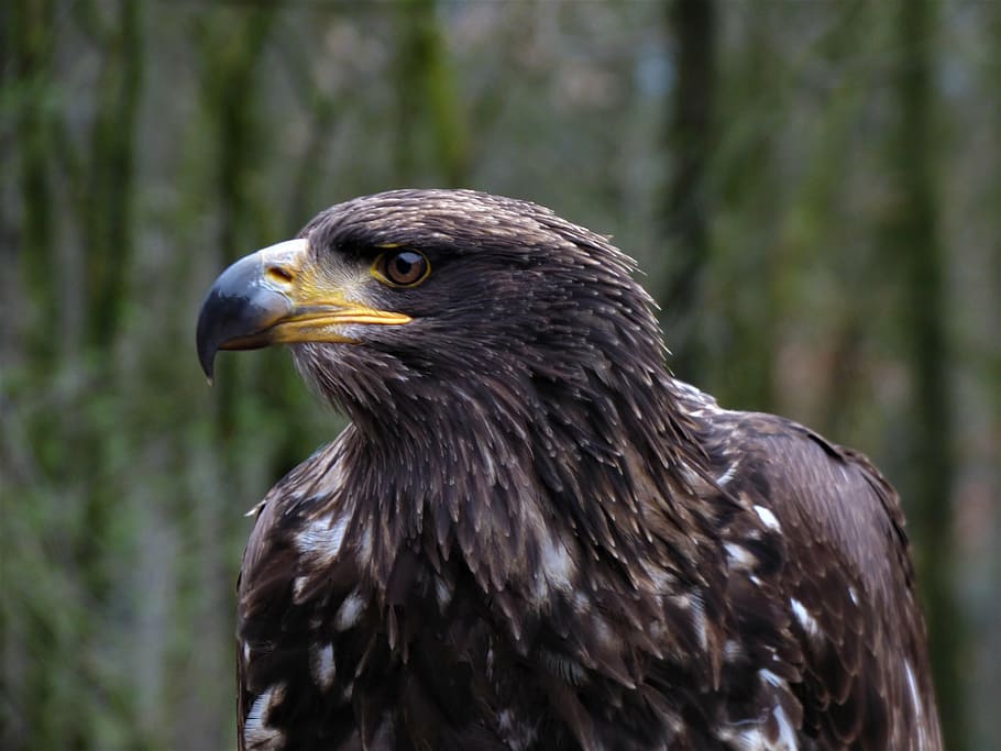 steppe eagle, adler, head, eye, close, face, animal portrait HD wallpaper