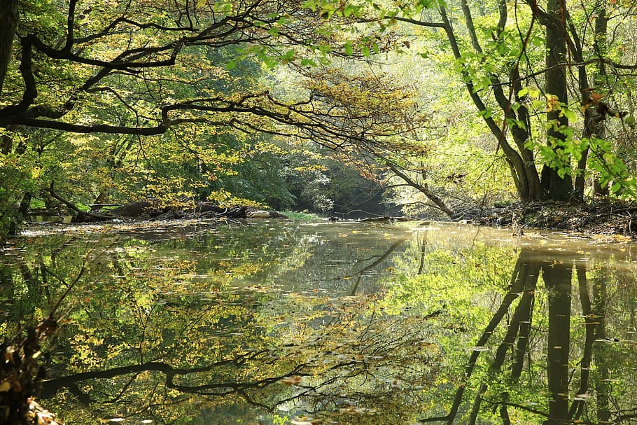 river, trees, leaves, forest, water, green, nature, autumn HD wallpaper