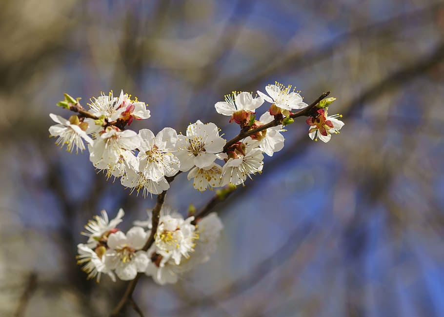 spring, apricot, tree, plant, flowers, color apricot, flowers apricot HD wallpaper