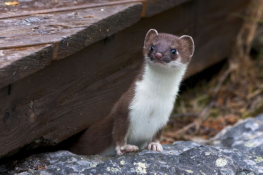 weasel on gray stone during dayitme, animals, summer, animal themes HD wallpaper