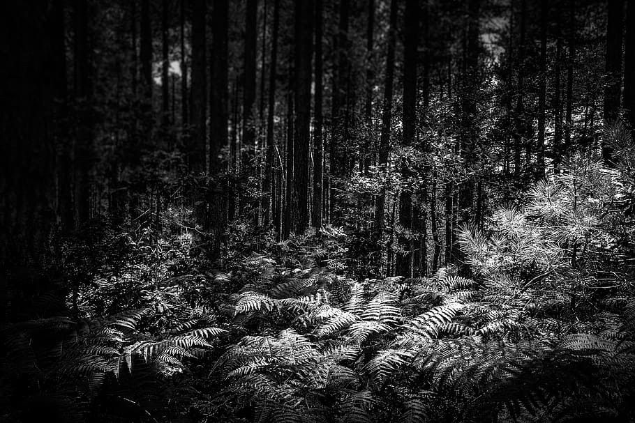 forest, darkness, night, trembling, fear, nightmare, trees HD wallpaper