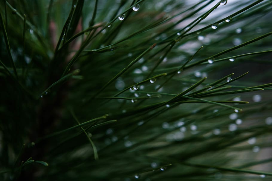 closeup photography of green leaf plant with dew drop, plant with water drops HD wallpaper