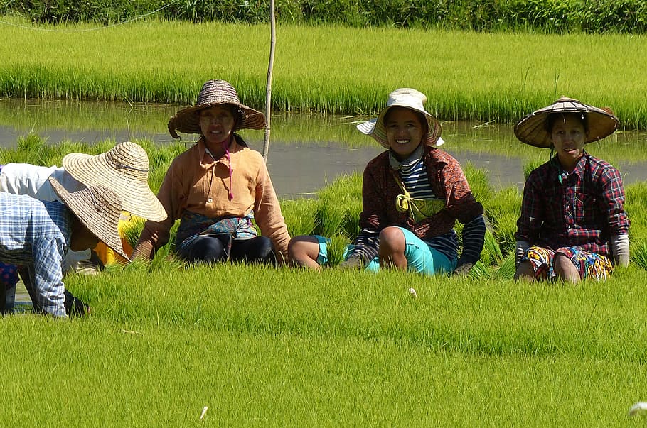 field, grass, rice, paddy, farm, plant, group of people, men HD wallpaper