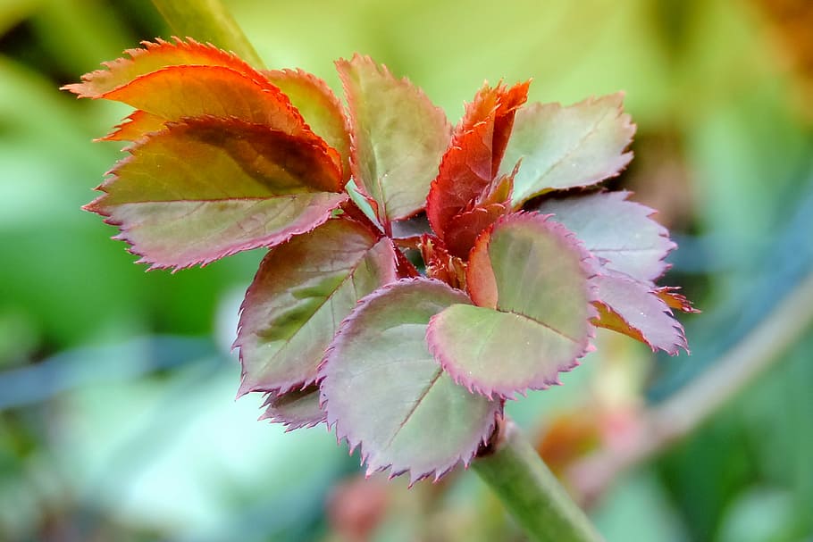 spring, leaf sprouting, rose petals, nature, plant, autumn HD wallpaper