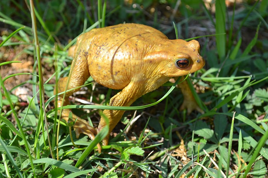 Toad, Frog, Amphibian, Grass, Summer, animal, nature, wildlife HD wallpaper