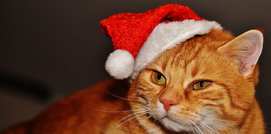 orange Tabby cat wearing Santa hat, red, christmas, funny, cute