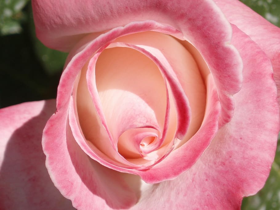 Spring, Garden, Flower, rosa, pink flower, nature, pink Color HD wallpaper