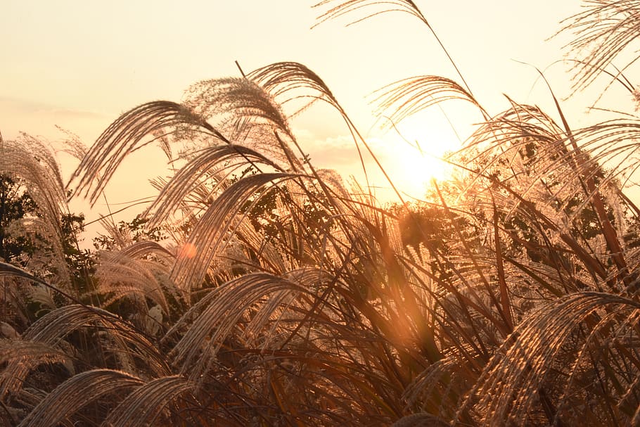 sunset, reed, sky, plant, growth, nature, field, land, sunlight HD wallpaper
