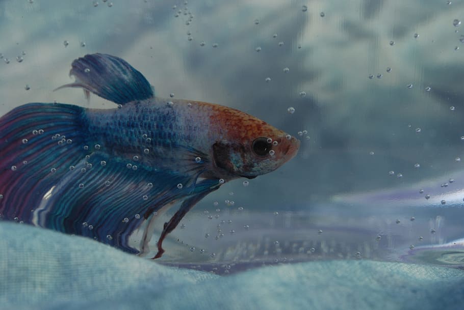 Glass fish 1080P, 2K, 4K, 5K HD wallpapers free download.