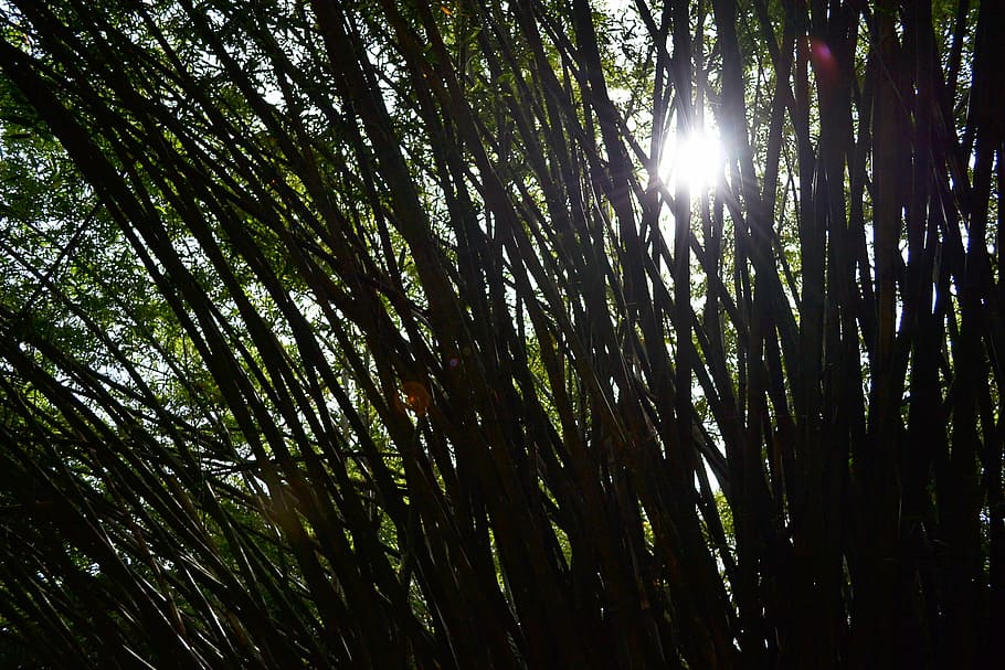 sun light, bamboo, bamboo trees, nature, garden, botanic, sri lanka HD wallpaper