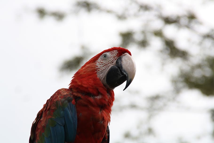 Macaw, Parrot, Bird, Fly, Wings, Feather, wildlife, beak, dom HD wallpaper
