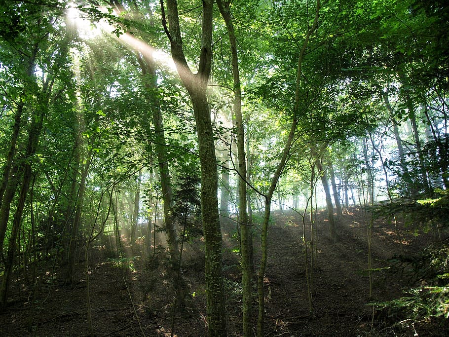 sunbeam, forest, trees, mood, back light, nature, leaves, land HD wallpaper