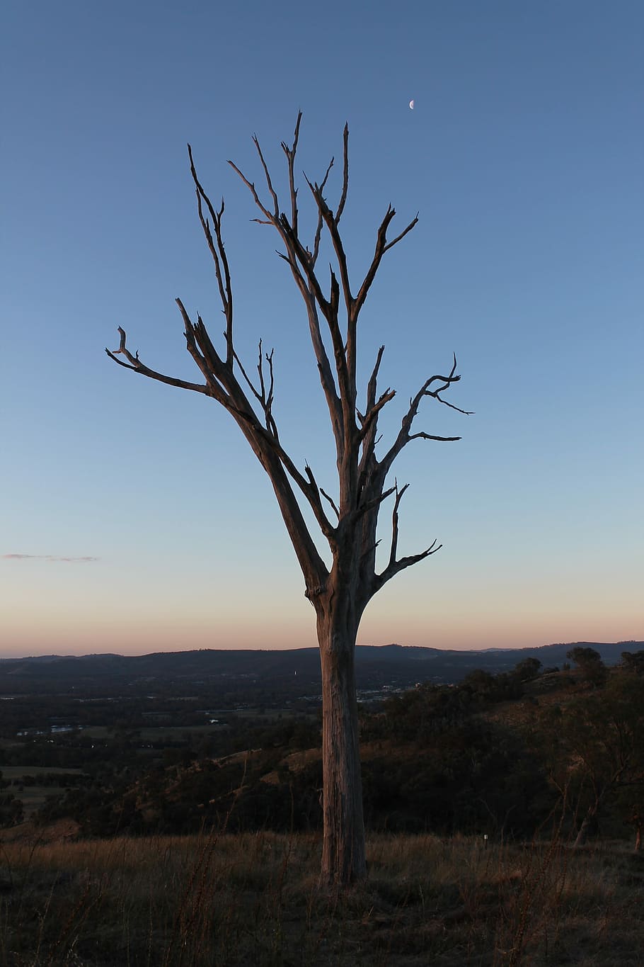 Sunset, Gum Tree, Skyline, Nature, outback, australia, bare tree HD wallpaper