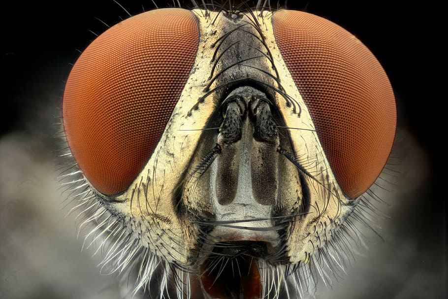 macro photography of dragonfly, eyes, face, model, extreme close-up HD wallpaper