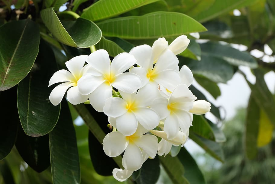 Flower, Tree, Bloom, Spring, Pink, nature, blossom, flowers HD wallpaper