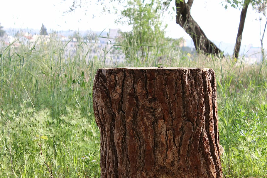stump, tree trunk, emek hazvaim, the deers valley, givat mordechai, HD wallpaper