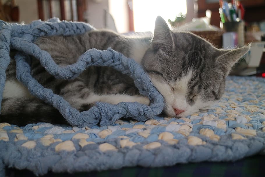 Cat, Animal, Pet, domestic Cat, pets, feline, cute, kitten HD wallpaper