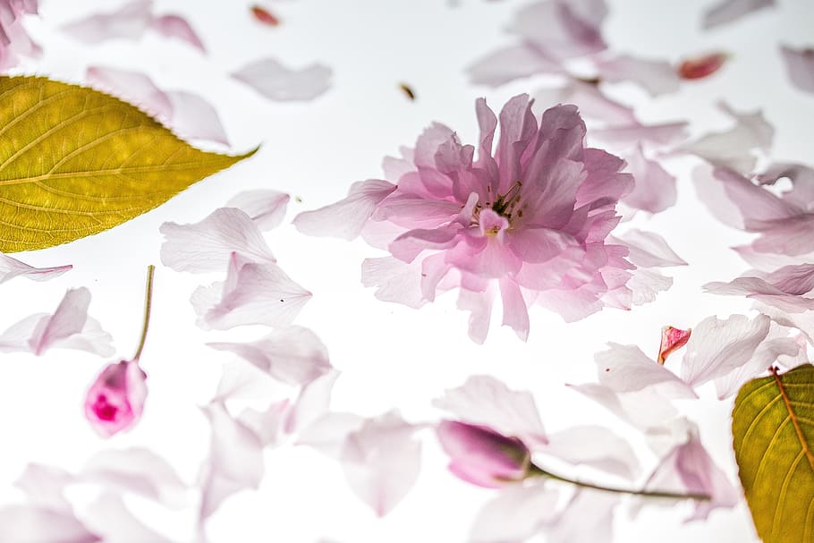 close-up photo of pink peach blossoms, petals, falling, japanese cherry HD wallpaper