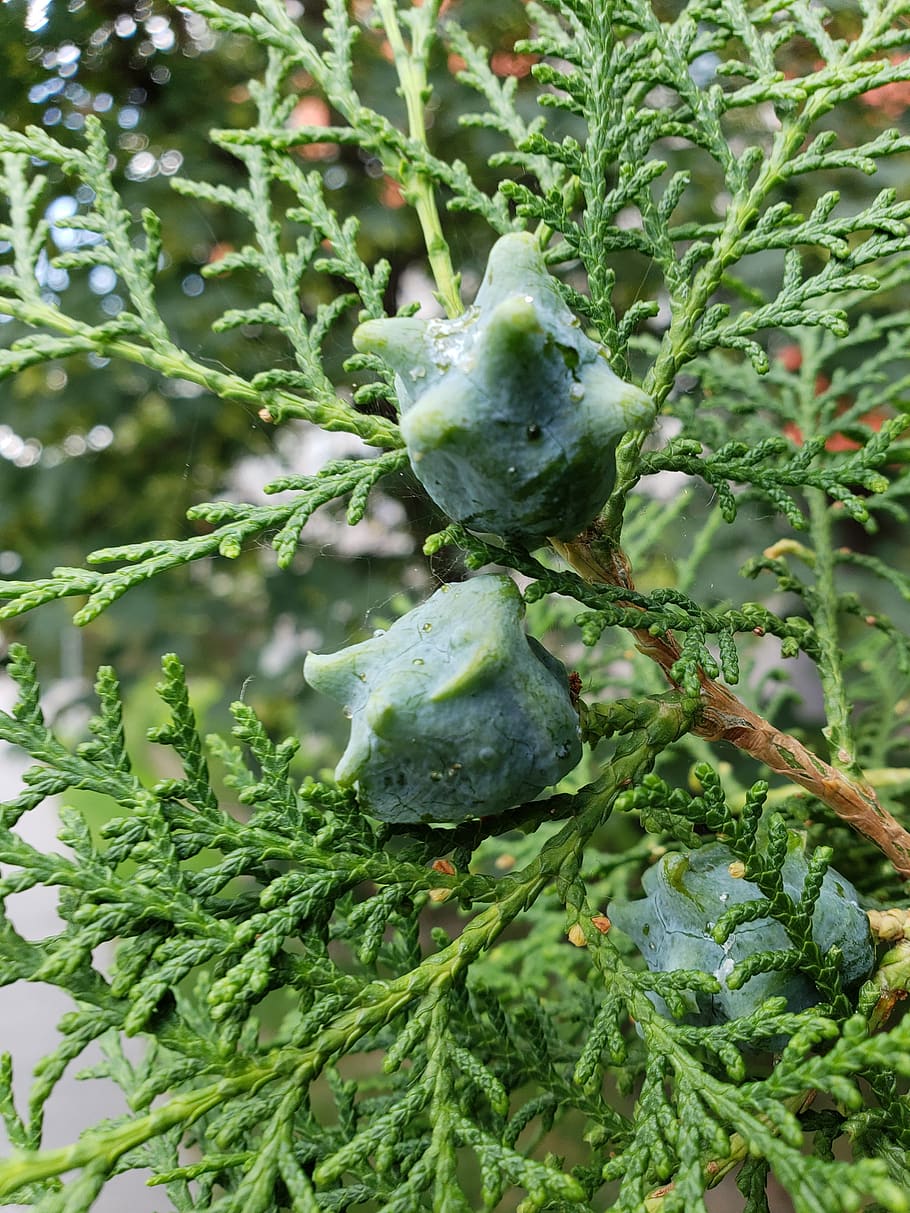 seed, plant, tree, leaf, flora, evergreen, branch, closeup HD wallpaper