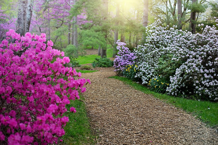 brown pathway between pink and purple petaled flowers, spring HD wallpaper
