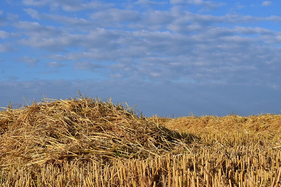 straw, field, stubble, sky, contrast, blue, clouds, summer HD wallpaper