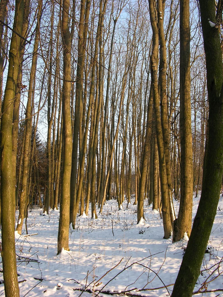 forest, snow, winter, cold temperature, tree, plant, tranquility HD wallpaper