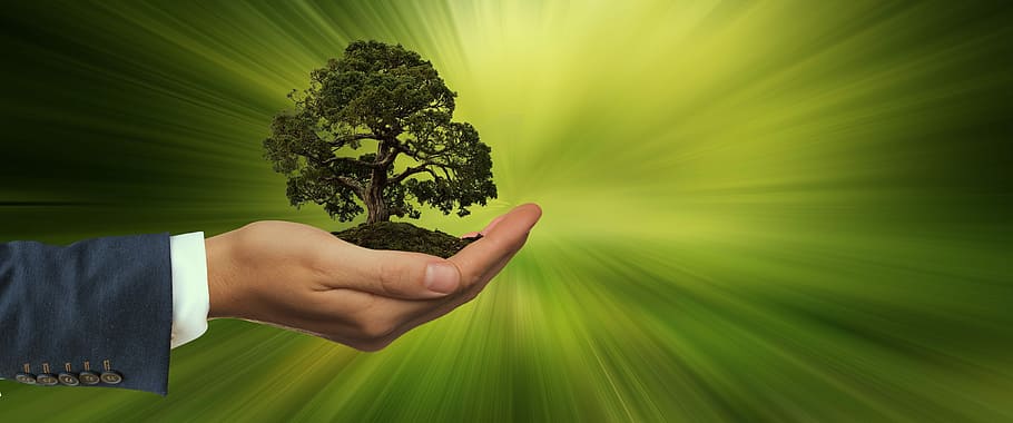 tree on person's hand, sustainability, keep, energy, globe, renewable