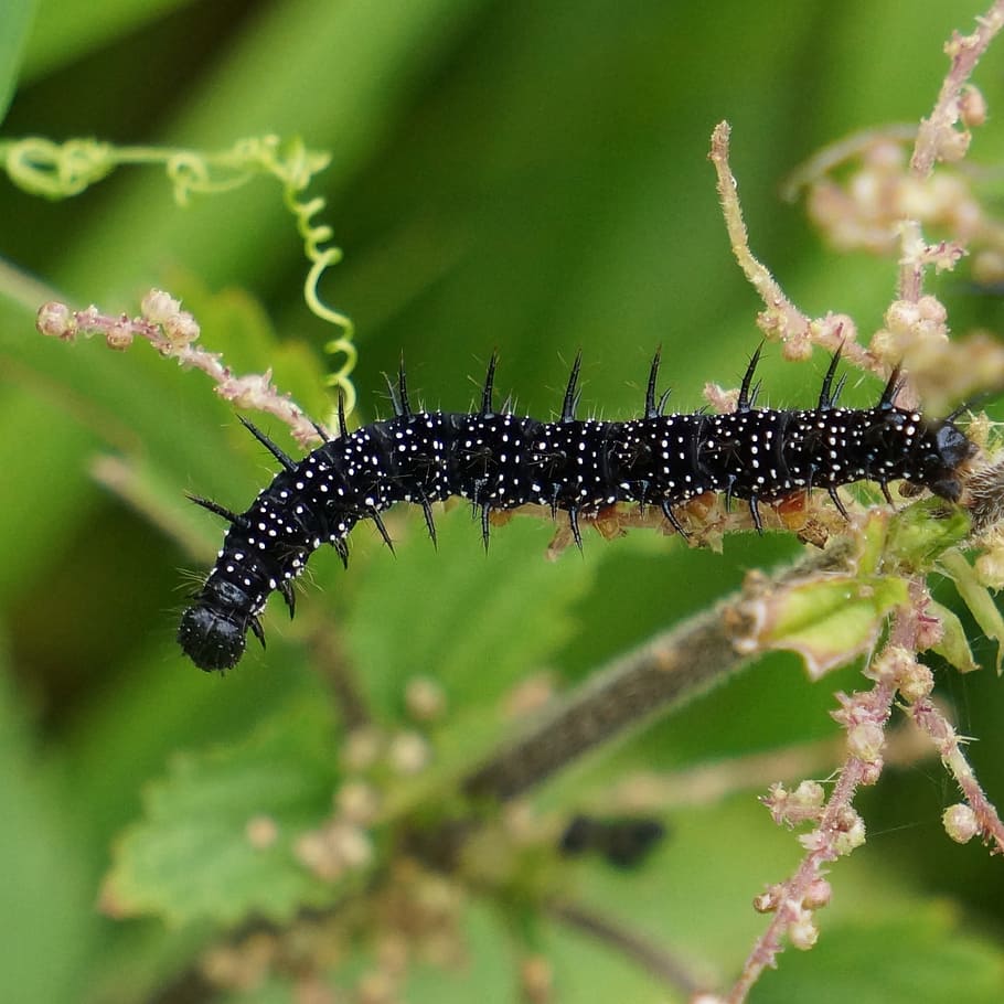 caterpillar, black, thorny, nokkosperhosen larval, nymphalis urticae