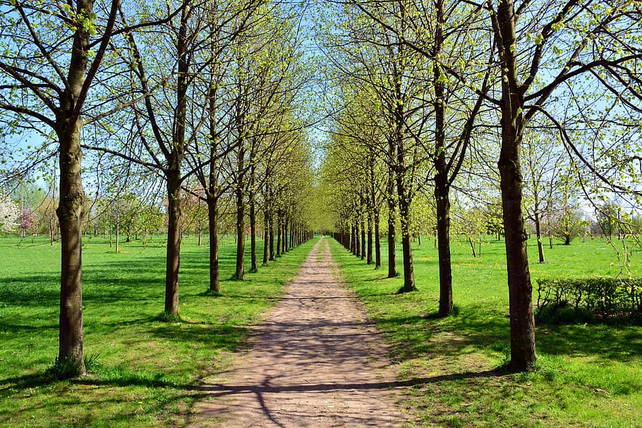 avenue, park, tree, landscape, nature, wood, season, plant HD wallpaper