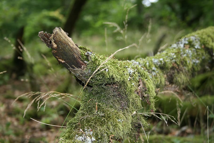 branch, tree, autumn forest, branches, moss, ground, plant HD wallpaper